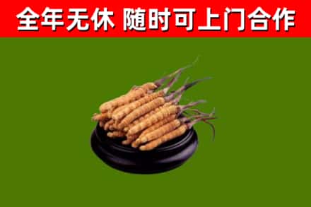 雁峰区烟酒回收冬虫夏草.jpg